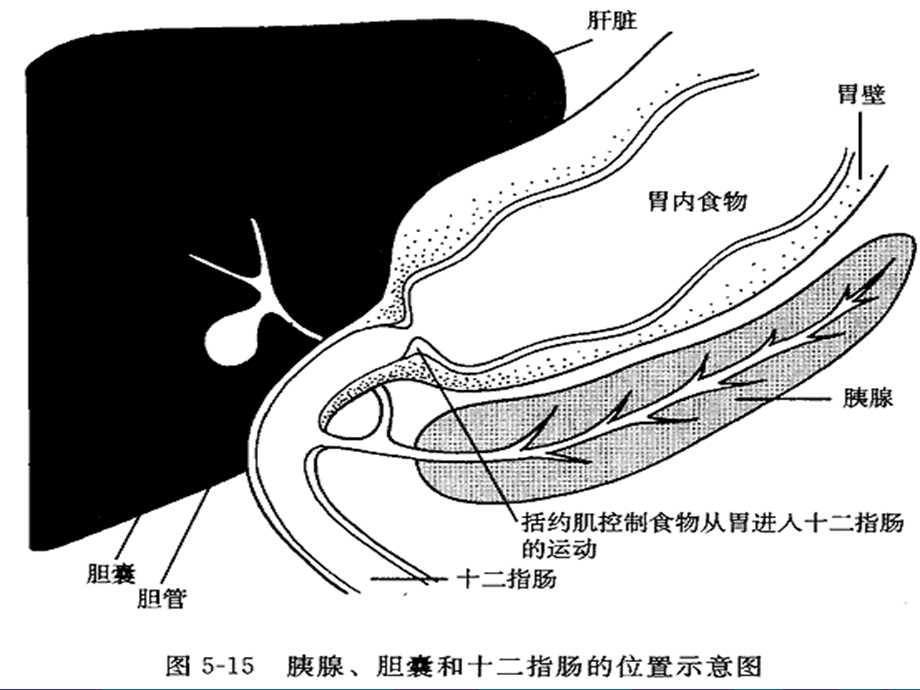 血液灌流在胰腺炎救治中应用课件.ppt_第3页