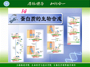 2012年秋季期 生化理论授课ppt课件-14 蛋白质的生物合成.ppt