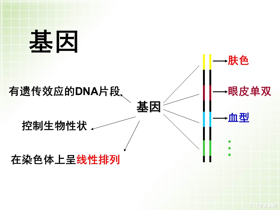 人教版生物必修二4.1基因指导蛋白质的合成 ppt课件.ppt_第3页