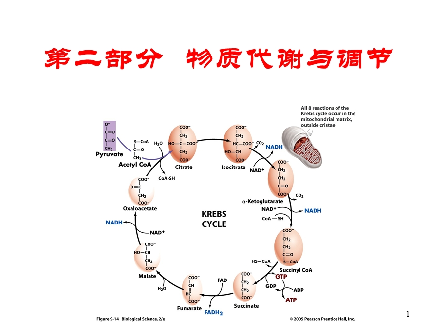 北医本科ppt课件《生物化学》6-糖代谢-njh8年制.ppt_第1页