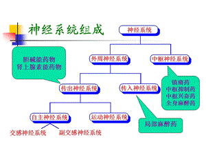 药物化学4-拟胆碱药和抗胆碱药课件.ppt