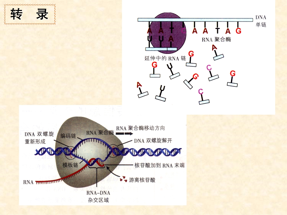 2015-2016学年高一生物浙科版必修2ppt- 遗传信息的表达RNA和蛋白质的合成课件.ppt_第2页