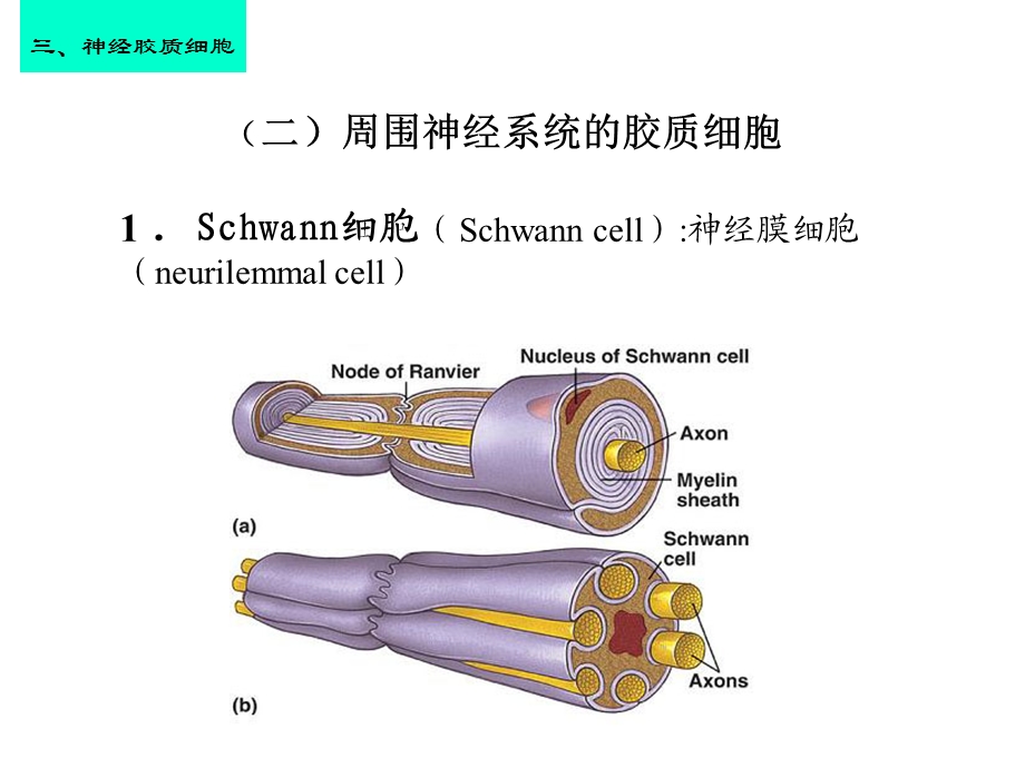 神经组织2大班2C皮肤课件.ppt_第1页