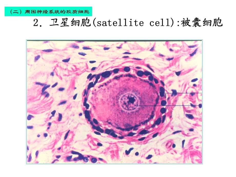 神经组织2大班2C皮肤课件.ppt_第3页