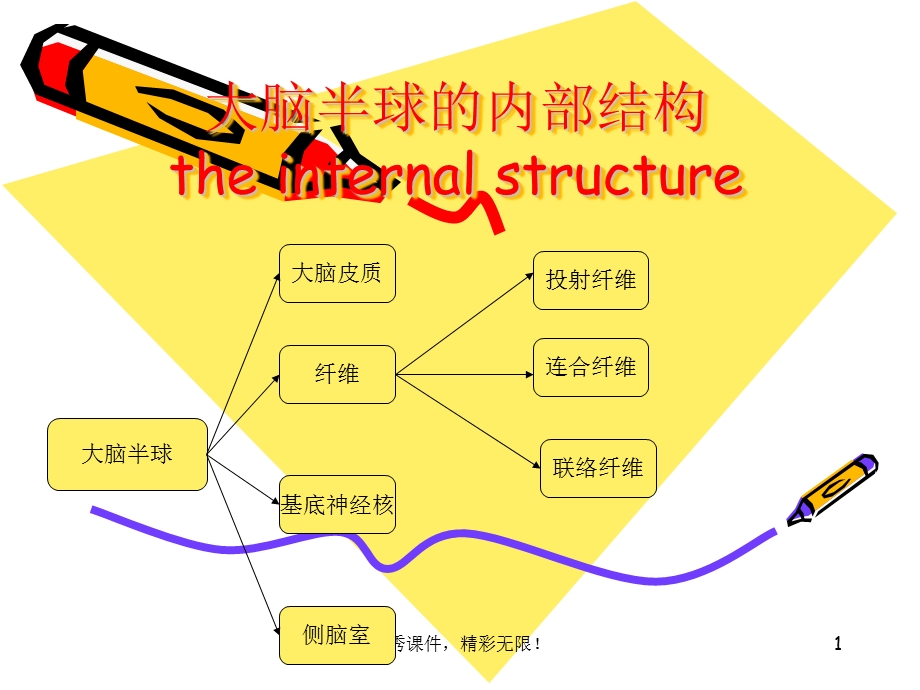 大脑半球的内部结构课件.ppt_第1页