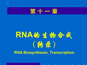 分子生物学ppt课件RNA的生物合成.ppt