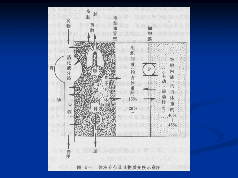 《人体解剖学》第五章_血液课件.ppt_第3页