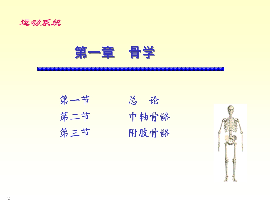 运动系统第一章骨学课件.ppt_第2页