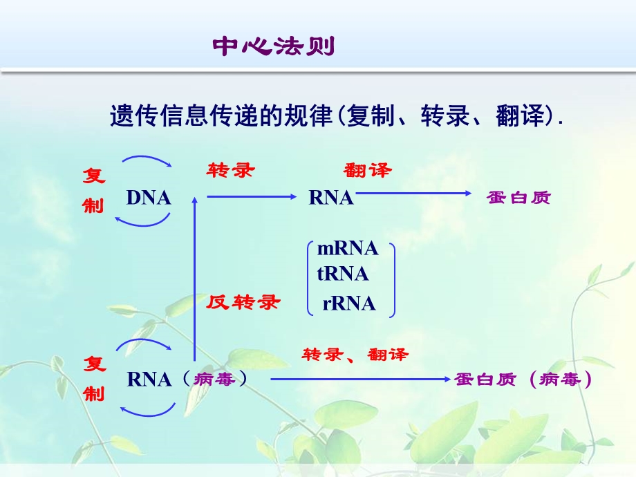 2017-11核酸合成代谢课件.ppt_第3页