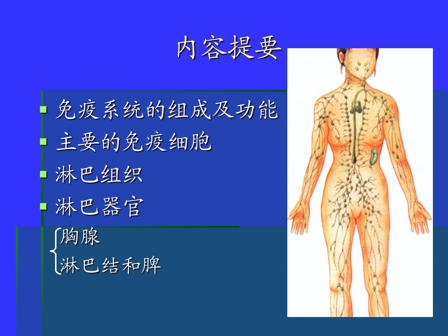 免疫系统组织胚胎学ppt课件.ppt_第2页