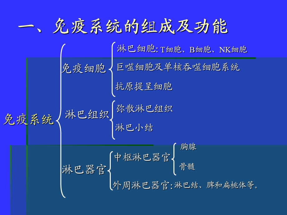 免疫系统组织胚胎学ppt课件.ppt_第3页