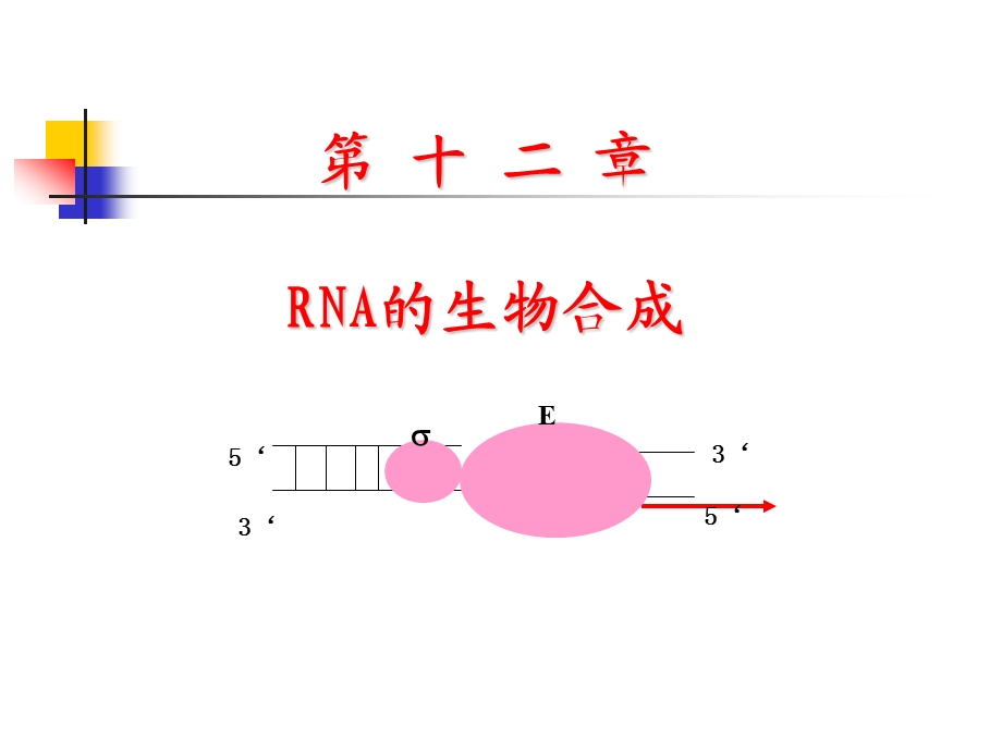 《生物化学ppt课件》12-RNA的生物合成.ppt_第1页