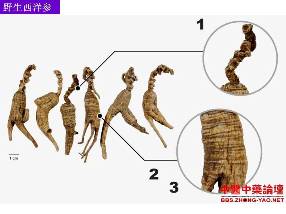 中药鉴定学——西洋参课件.ppt_第3页