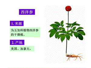 中药鉴定学——西洋参课件.ppt