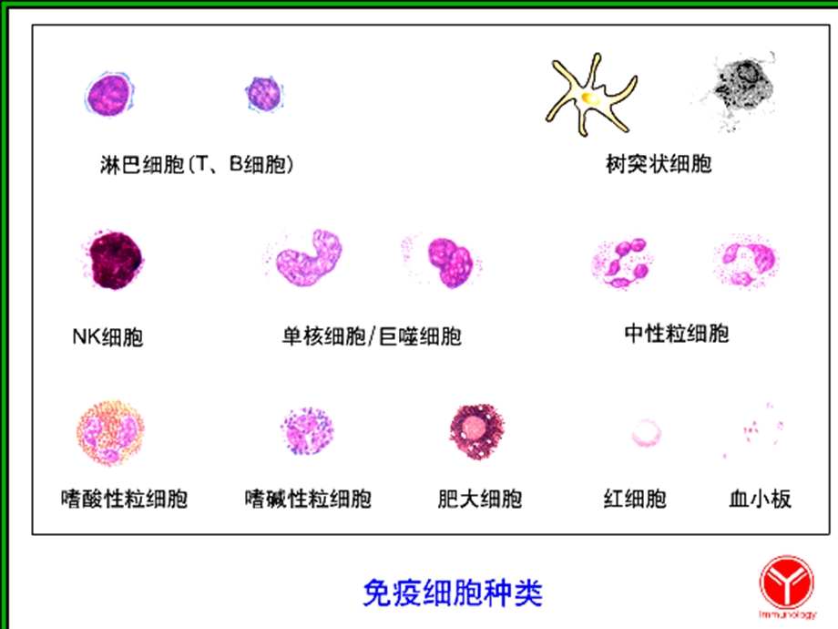 免疫组织和器官-最新医学免疫学ppt课件_图文.ppt_第3页