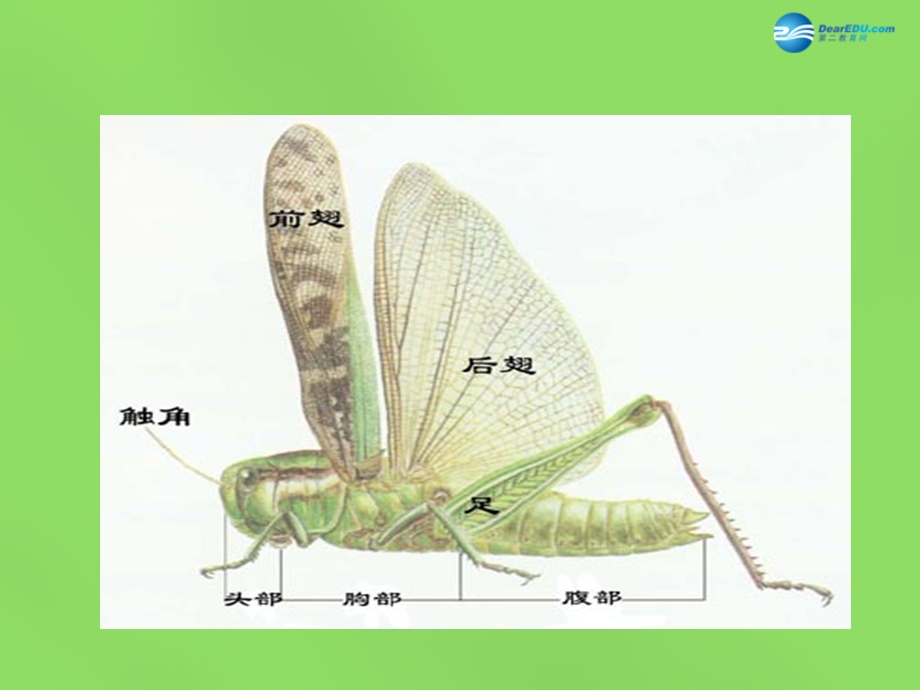 八年级生物下册 7.1.2 昆虫的生殖和发育ppt课件 新人教版.ppt_第1页