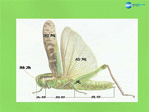 八年级生物下册 7.1.2 昆虫的生殖和发育ppt课件 新人教版.ppt