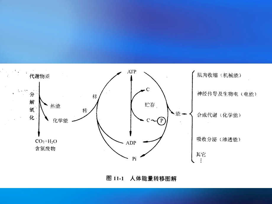 生命活动需要能量课件.ppt_第3页