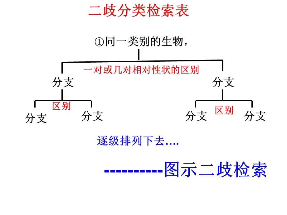 常见的动物无脊椎动物二歧分类检索表课件.ppt_第3页