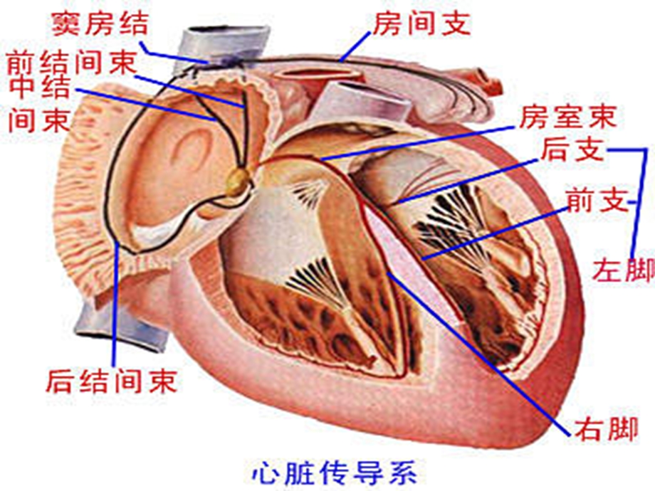 内科护理学_课程ppt课件_17.心脏瓣膜病.ppt_第3页