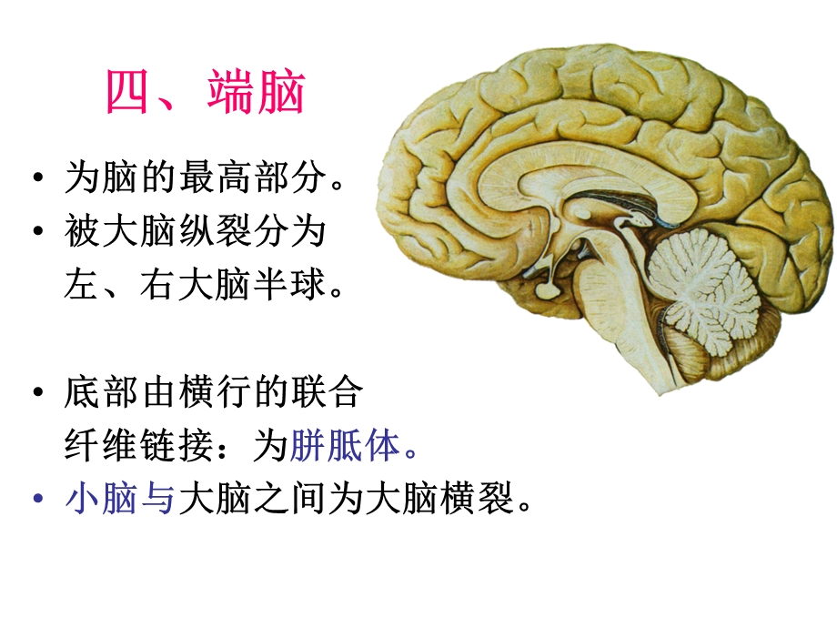 大脑半球分叶及主要沟课件.ppt_第3页