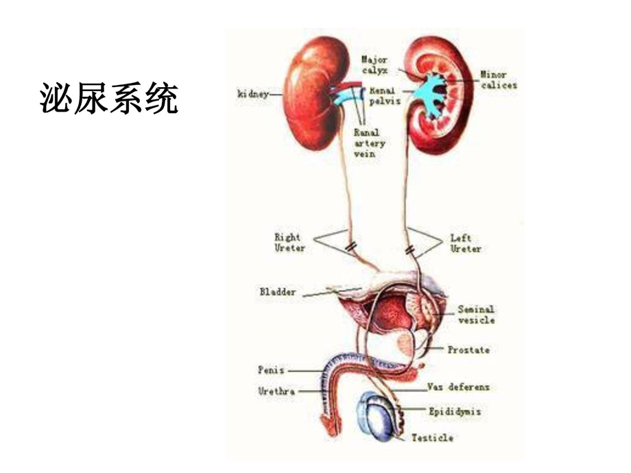 内科医学护理学ppt课件泌尿症状护理.ppt_第2页