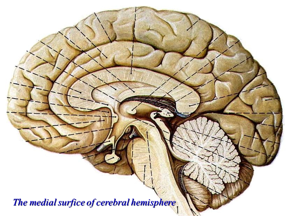 大脑半球内面观ppt课件.ppt_第2页