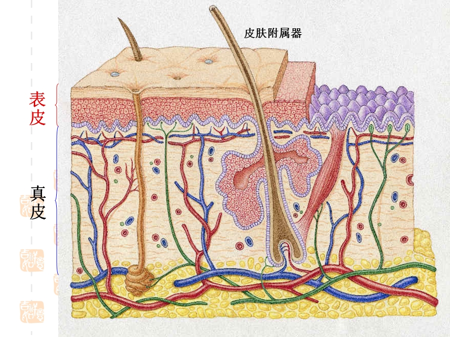 《组织学与胚胎学》第11章 皮肤课件.ppt_第3页