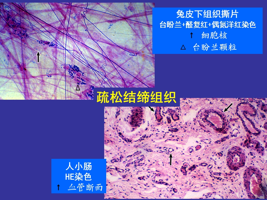 组织胚胎学ppt课件第三章 结缔组织.ppt_第2页