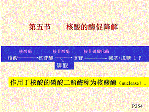 第六章 核酸化学yu代谢课件.ppt