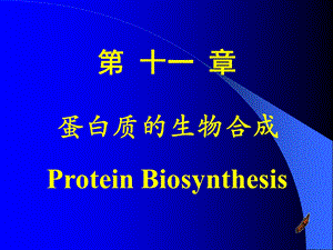 蛋白质的生物合成 课件.ppt