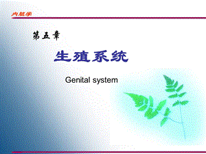 生殖系统教学ppt课件.ppt