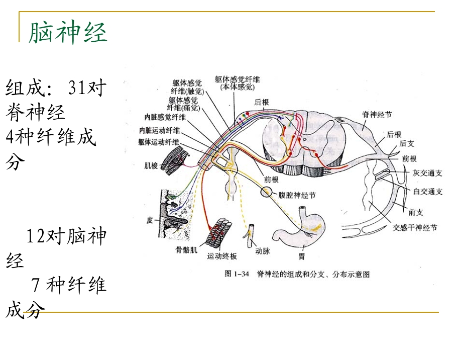 神经解剖ppt课件脑神经与内脏神经.ppt_第2页