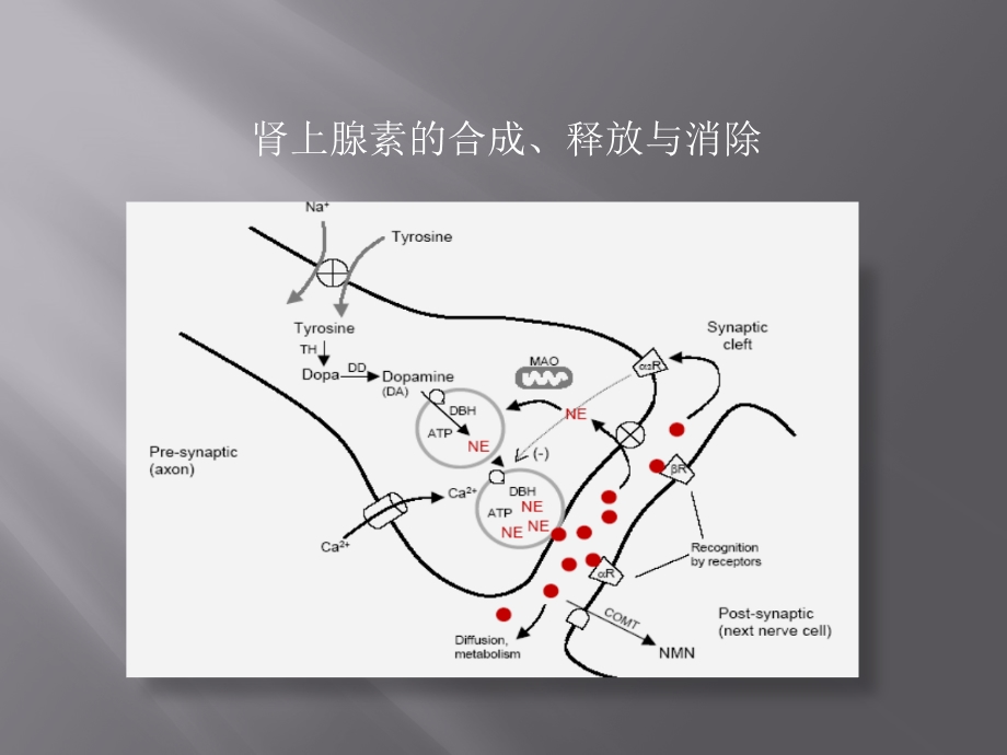 拟肾上腺素药课件.ppt_第3页