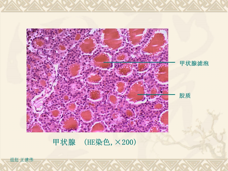 医学组织胚胎学ppt课件-内分泌系统.ppt_第2页