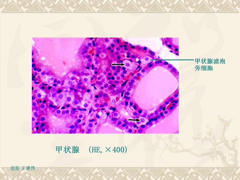 医学组织胚胎学ppt课件-内分泌系统.ppt_第3页