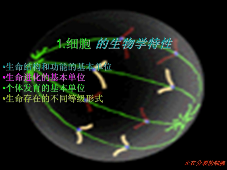 动物细胞、组织、器官和系统课件.ppt_第3页