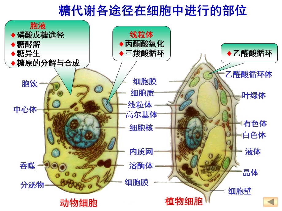 生物化学考研糖代谢课件.ppt_第2页