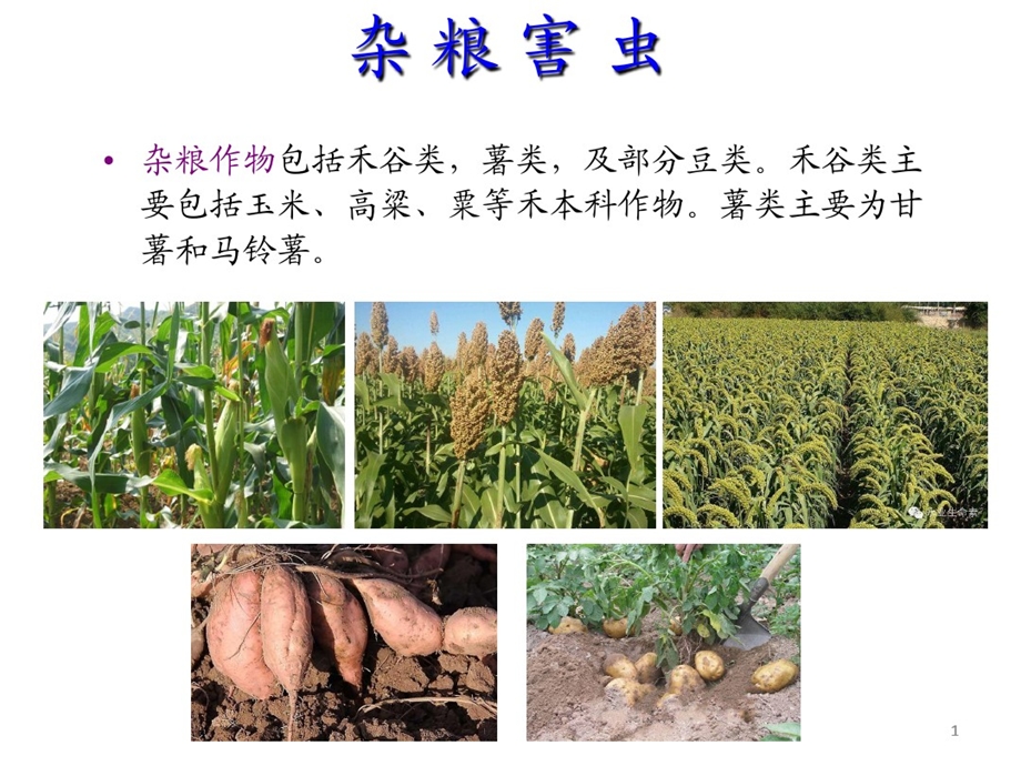 农业昆虫学杂粮害虫课件.ppt_第1页