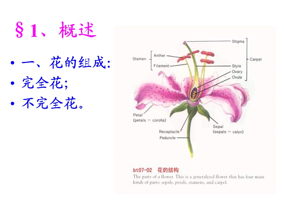 中药鉴定学花类药材课件.ppt_第2页