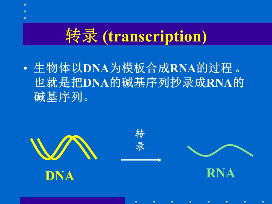 RNA的生物合成转录课件.ppt_第2页