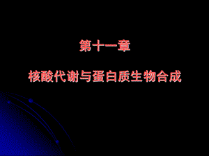 核酸代谢课件.ppt