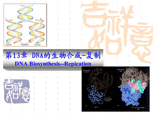 《动物生物化学》ppt课件 DNA的生物合成-复制.ppt