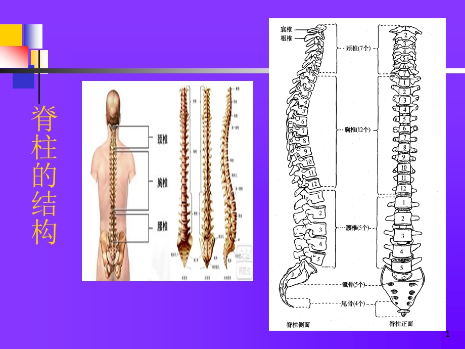 《康复医学》教学ppt 脊髓损伤的康复课件.ppt_第2页