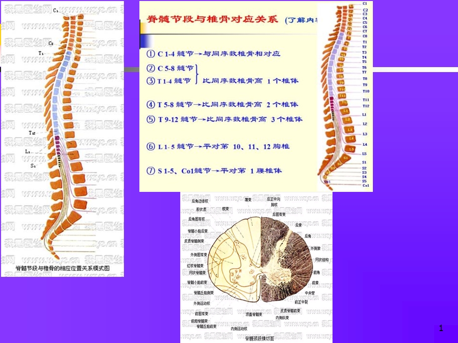 《康复医学》教学ppt 脊髓损伤的康复课件.ppt_第3页