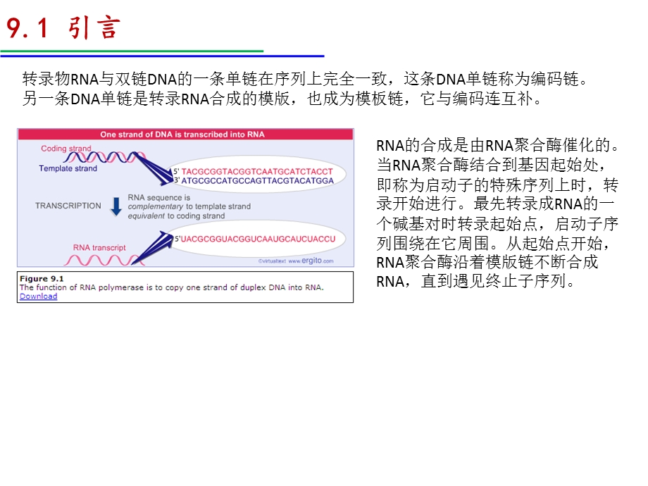 T噬菌体的RNA聚合酶课件.ppt_第2页