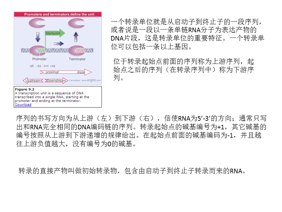 T噬菌体的RNA聚合酶课件.ppt_第3页