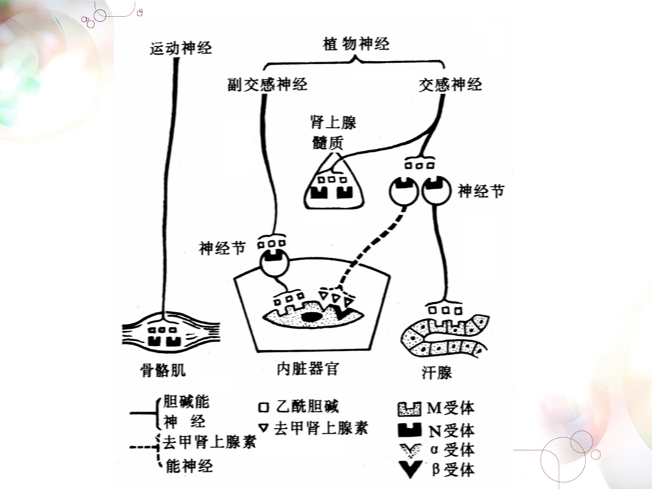 单元六 拟胆碱药与抗胆碱药课件.ppt_第3页