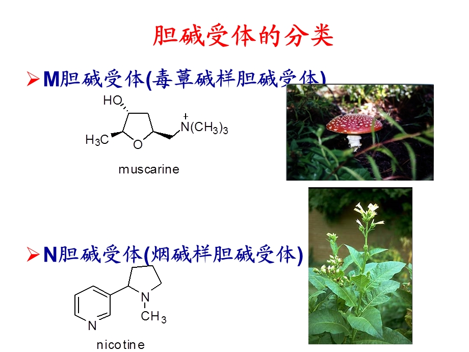 《药物化学基础(中职药剂专业)》拟胆碱药和抗胆碱药精要课件.ppt_第2页