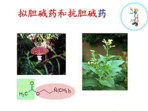 《药物化学基础(中职药剂专业)》拟胆碱药和抗胆碱药精要课件.ppt